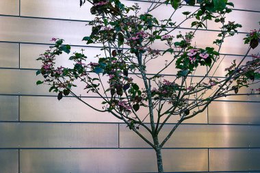 Küçük pembe ağaç