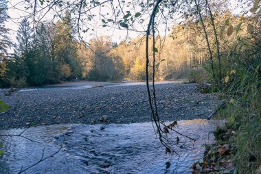 sonbahar orman Nehri