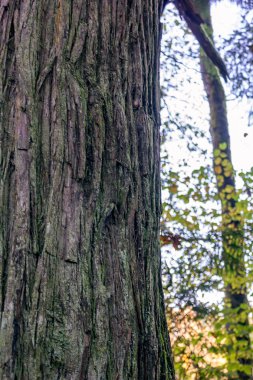 Büyük göğüs odak