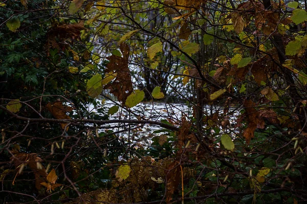 Отвалы упавших ветвей перед водой — стоковое фото