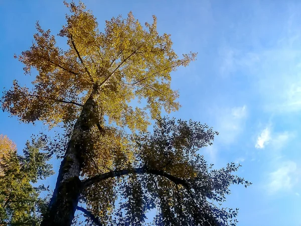 Grand arbre doré contre ciel bleu — Photo