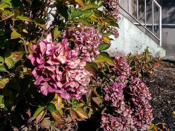 sonbaharda pembe ortanca