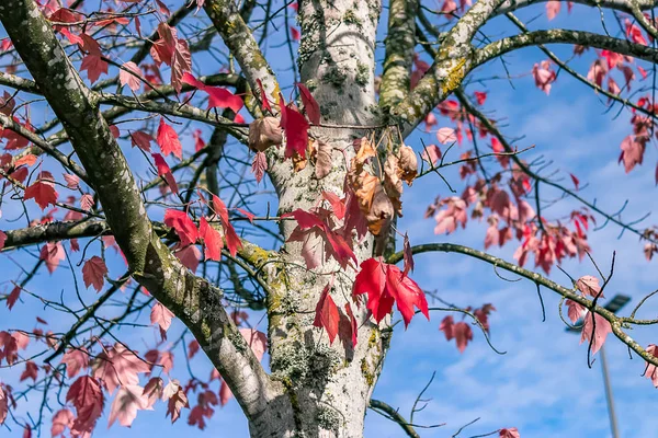 Червоні осінні дерева — стокове фото