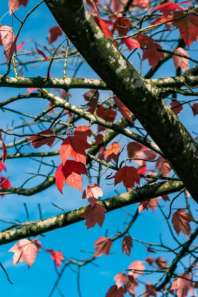 Feuilles d'automne rouge — Photo