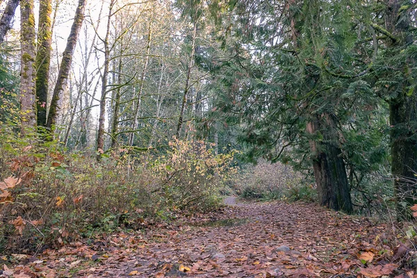 Caminho da floresta de outono — Fotografia de Stock