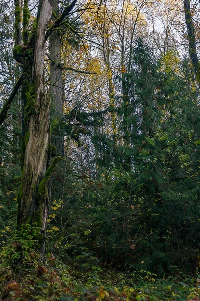 Abgestorbener Baum in blühendem Wald — Stockfoto