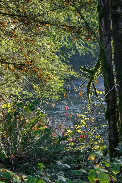 Herbst Farne und Kiefern — Stockfoto