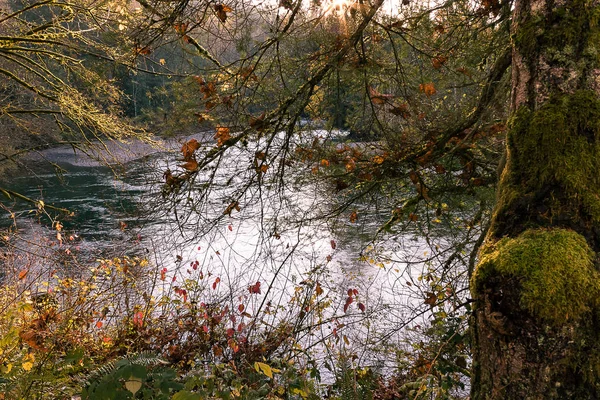 Herbst Wald und Fluss — Stockfoto