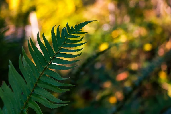Fern in the shade — Stock Photo, Image