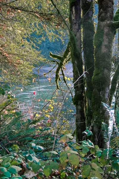发光的河在树后面 — 图库照片
