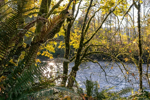Gold Fall Wald mit Fluss — Stockfoto
