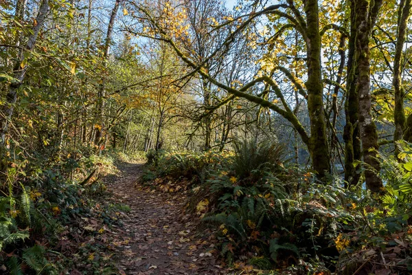 Orman yolu — Stok fotoğraf