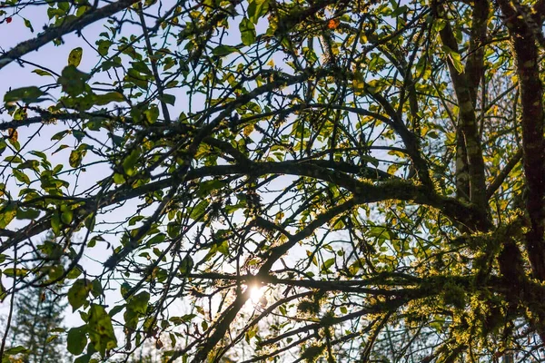 Dia ensolarado através da árvore musgosa — Fotografia de Stock