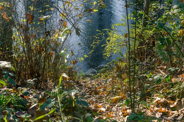 Water through leaves and weeds — Stock Photo, Image