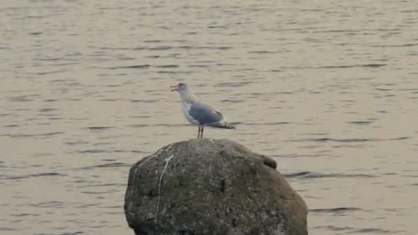 Mouette Soir Sur Grande Pierre — Video