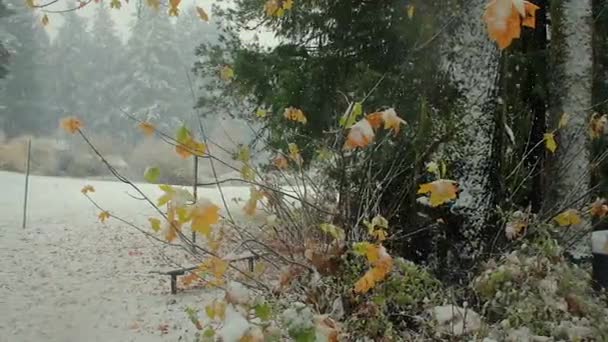Folhas Queda Neve Parque — Vídeo de Stock
