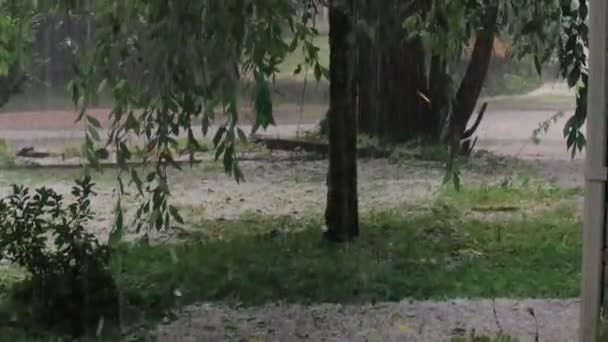枝垂れ桜の雹の嵐 — ストック動画