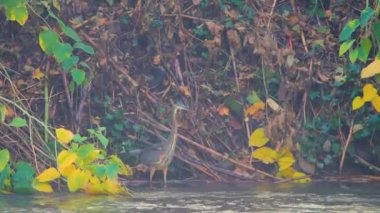 Heron Nehri boyunca