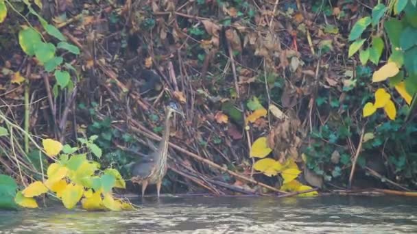 Garza Tragar Largo Del Río — Vídeo de stock