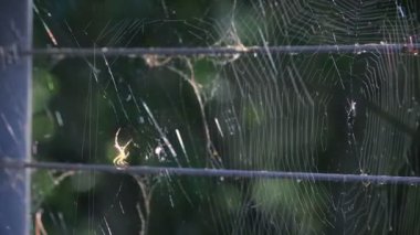 örümcek web ve ışık