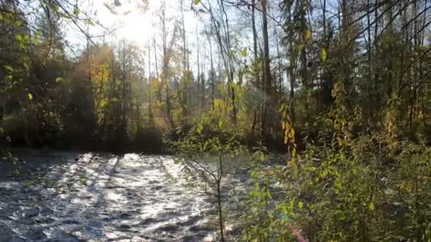Сонце Блищить Зеленій Річці — стокове відео