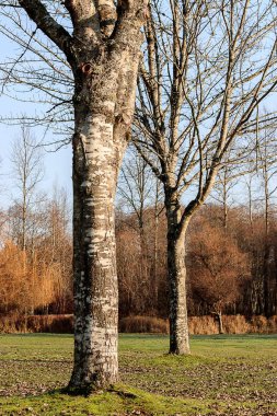 akşam güneşi kış park ağaçlarda