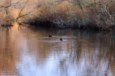 dalgalanma daire Gölde ördekler