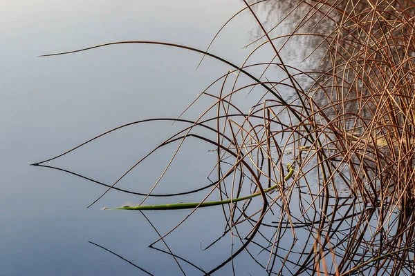 Marrón arco reflejado hierba — Foto de Stock