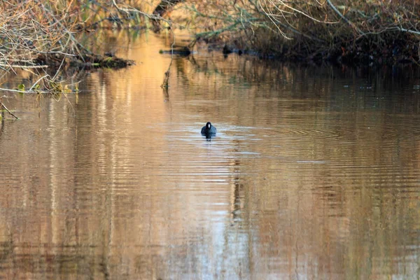 孤独的鸭子金黄池塘 — 图库照片