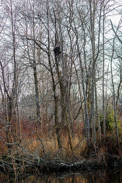 Nido en árboles de invierno sobre el lago —  Fotos de Stock