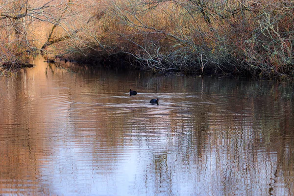 Dos patos en el lago reflectante de invierno — Foto de Stock