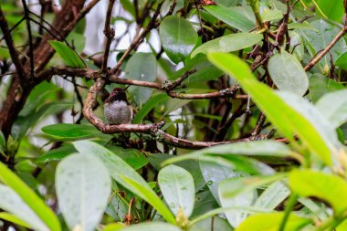 Uğultu ağacın altında oturup kuş