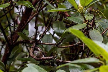 dalı üzerinde küçük yeşil sinek kuşu