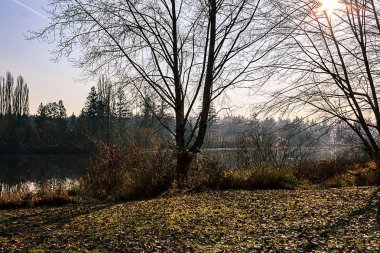 göl ve sonbahar yaprakları çıplak ağaçlar ile