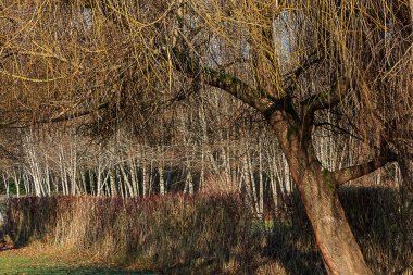 Kış çıplak çalılar ve ağaçlar