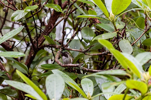 Pequeño colibrí mira a la izquierda — Foto de Stock