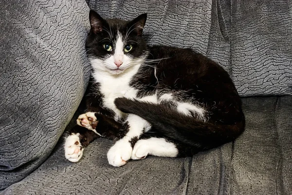 Gato preto e branco fofo — Fotografia de Stock