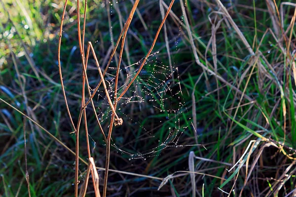 비는 겨울 거미가 거미줄에 드랍 스 — 스톡 사진