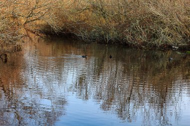 çalılar Yüzme ördekler