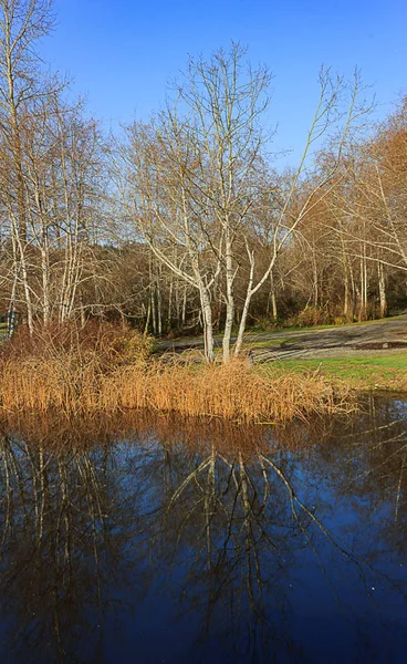 Отражение голых деревьев в голубой воде — стоковое фото