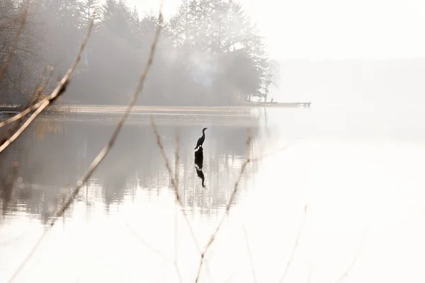 Птичий силуэт на белом озере — стоковое фото