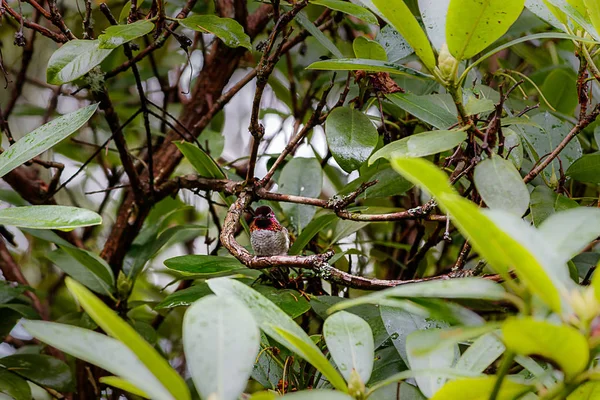 Rotkopf-Kolibri sieht wütend aus — Stockfoto