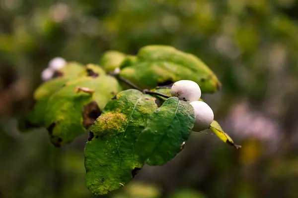 Zbliżenie na snowberries — Zdjęcie stockowe