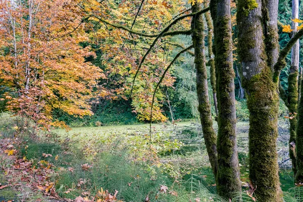 Na podzim stromy a mechem kufry — Stock fotografie