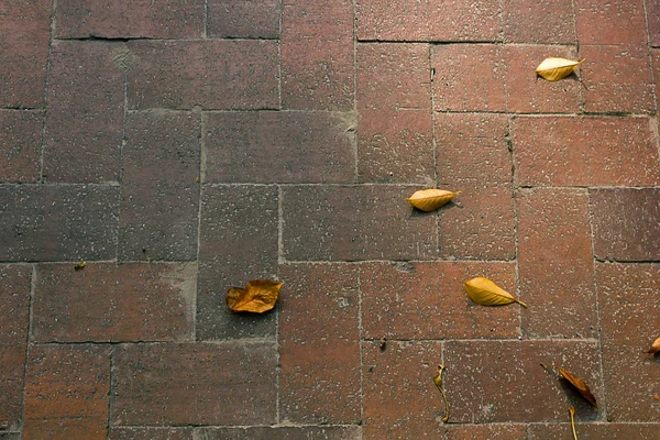 Leaves on brick in fall — Stock Photo, Image