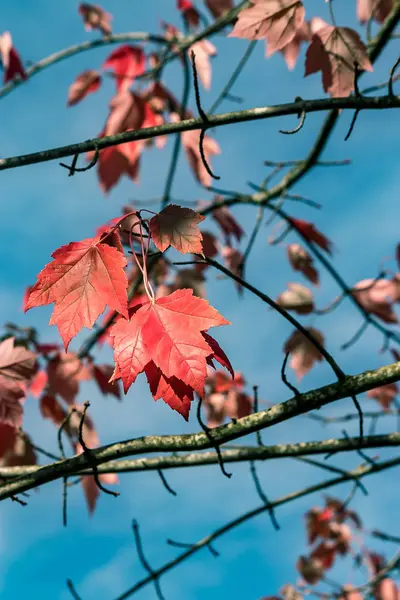 Κόκκινο autum αφήνει κατά της μπλε του ουρανού — Φωτογραφία Αρχείου