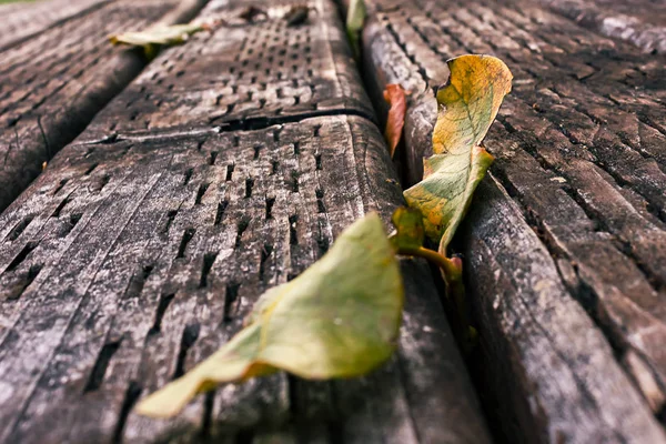 Daun ganda di papan — Stok Foto