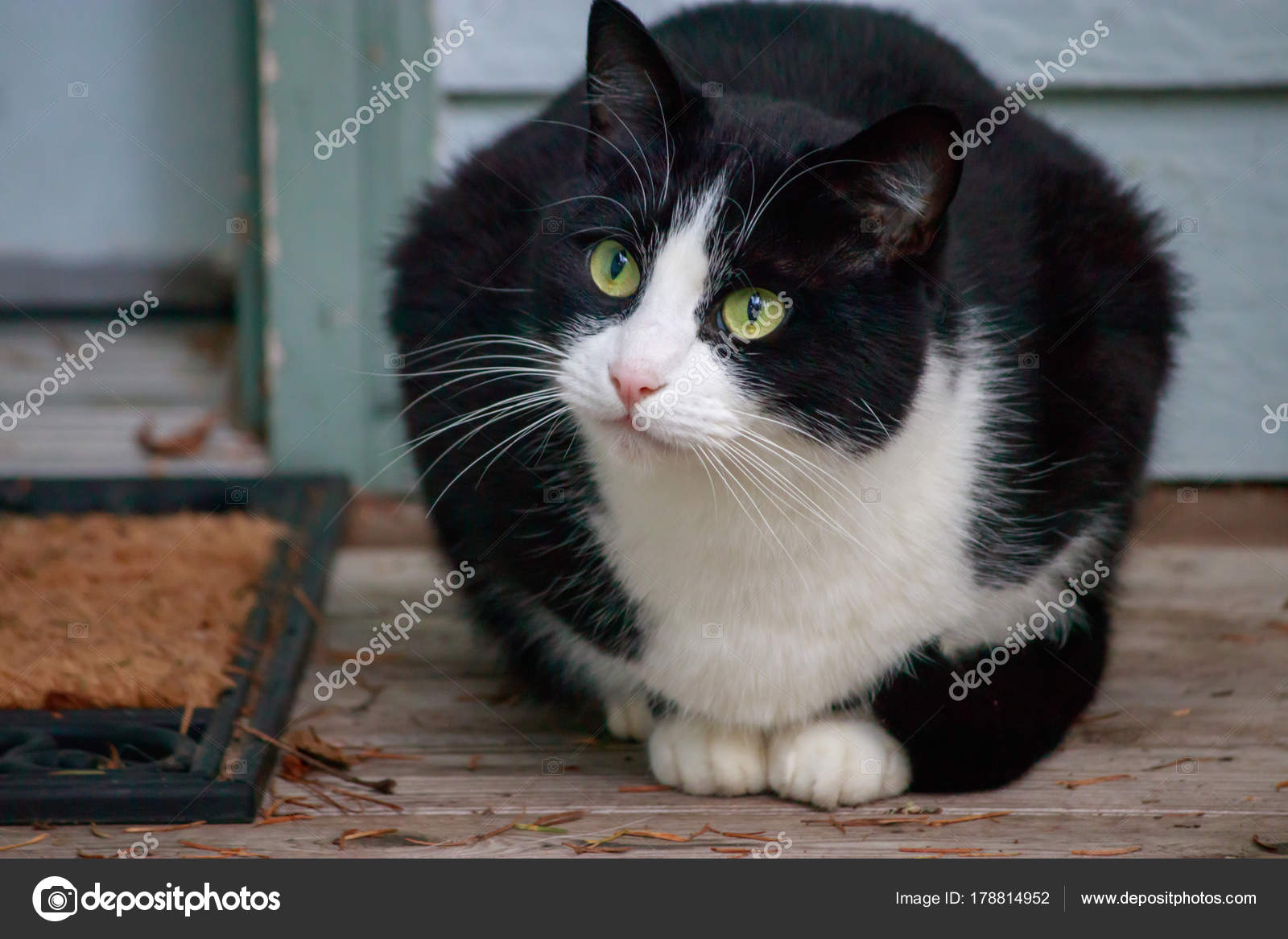 Chat Noir Et Blanc Aux Yeux Verts Regarde Les Choses Depuis Le Porche Image Libre De Droit Par Trjiii C