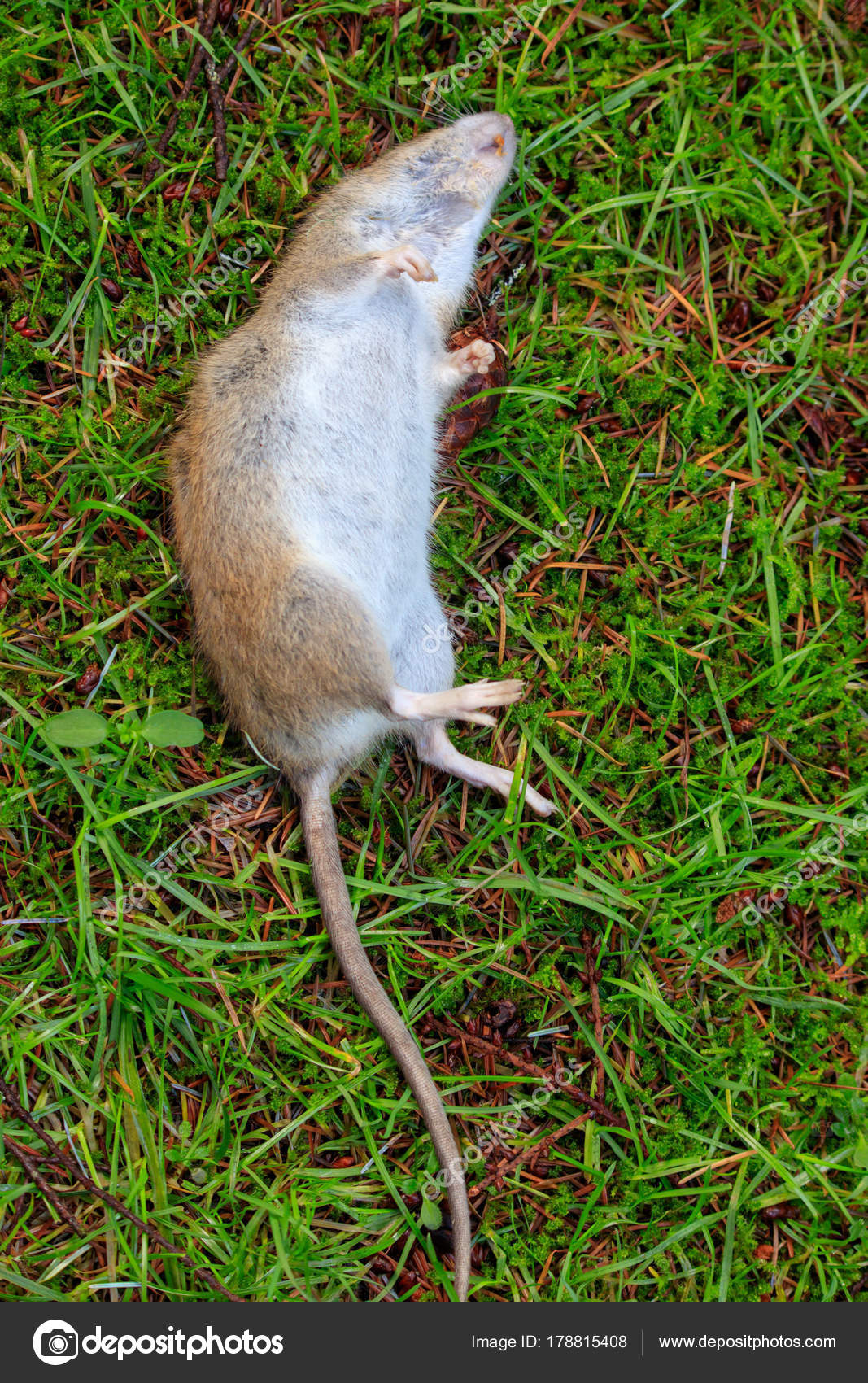 Tote Ratte Mit Grossen Rute Verlegung Auf Dem Rasen Im Garten