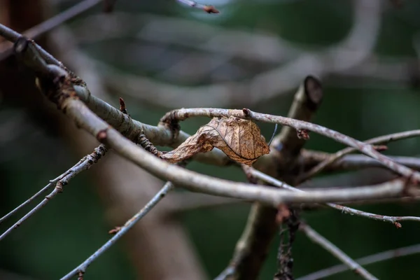 Küçük çıplak dalları son sonbaharda yaprakların tutmak — Stok fotoğraf
